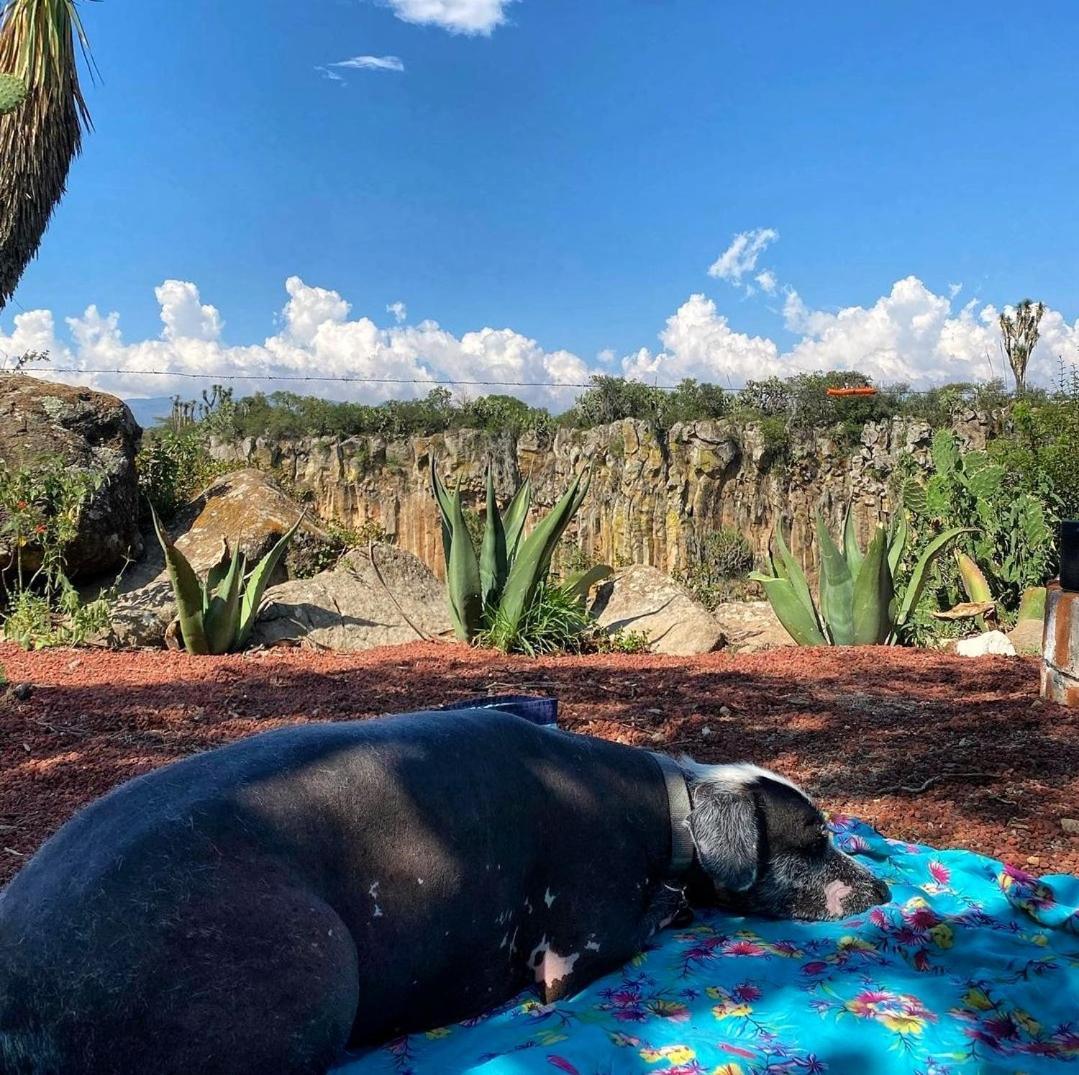 Hotel El Gato Glamping Con Vista A Prismas Basalticos Huasca de Ocampo Exterior foto