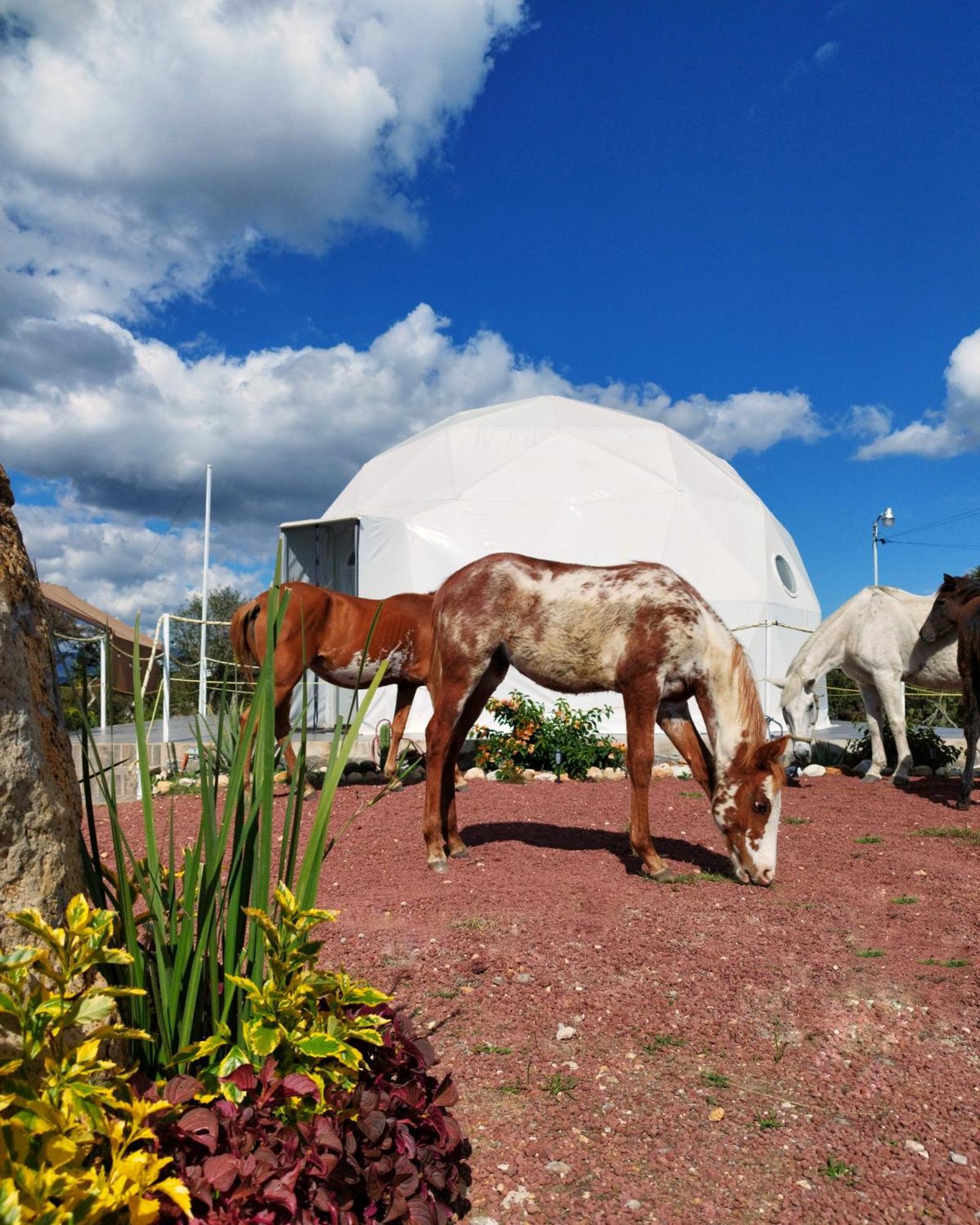 Hotel El Gato Glamping Con Vista A Prismas Basalticos Huasca de Ocampo Exterior foto